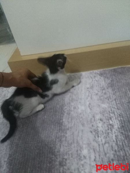 Tekir Kedi, Kedi  Rio fotoğrafı