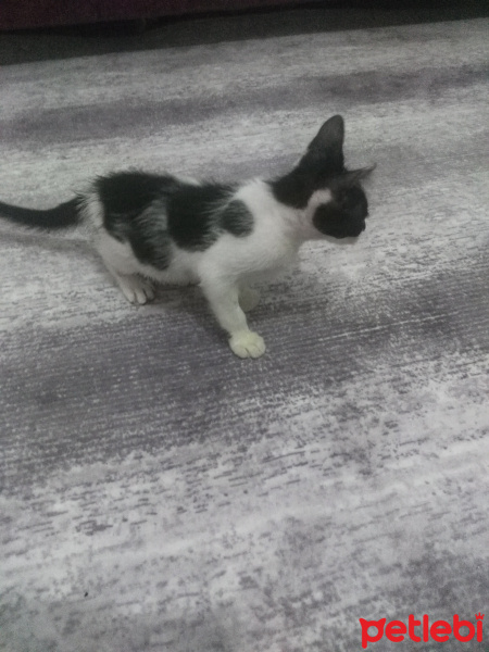 Tekir Kedi, Kedi  Rio fotoğrafı