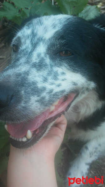 Border Collie, Köpek  Mia fotoğrafı