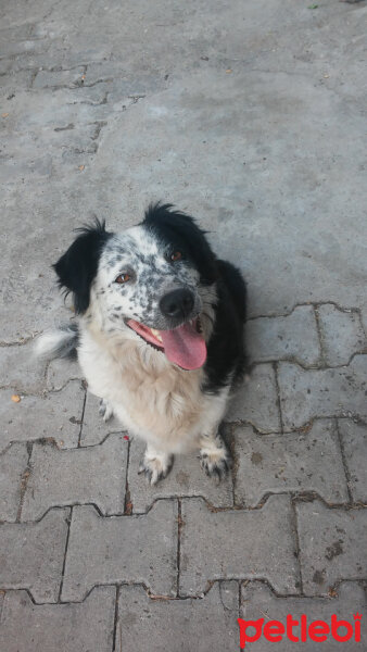 Border Collie, Köpek  Mia fotoğrafı