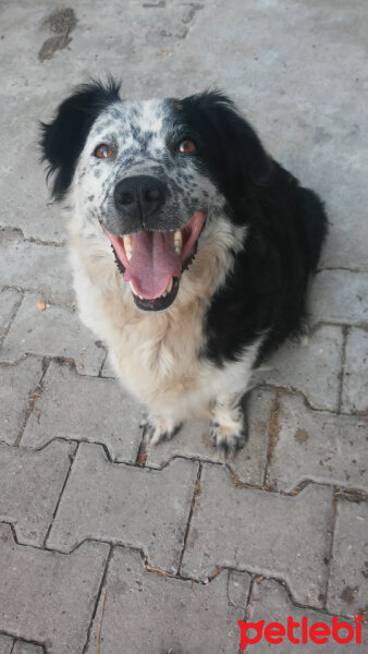 Border Collie, Köpek  Mia fotoğrafı