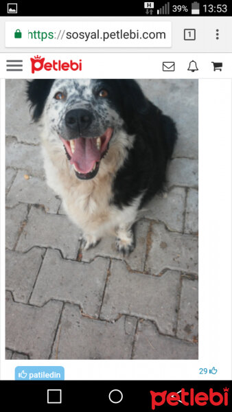 Border Collie, Köpek  Mia fotoğrafı