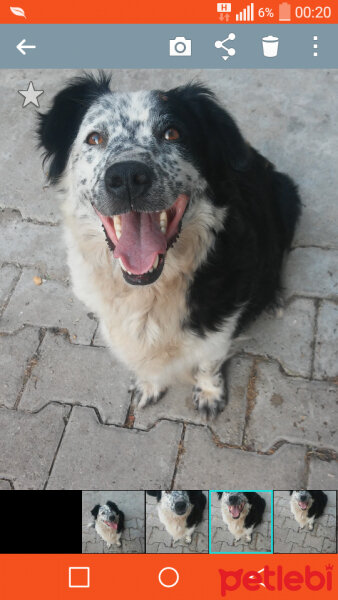 Border Collie, Köpek  Mia fotoğrafı