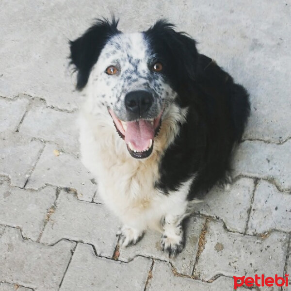 Border Collie, Köpek  Mia fotoğrafı