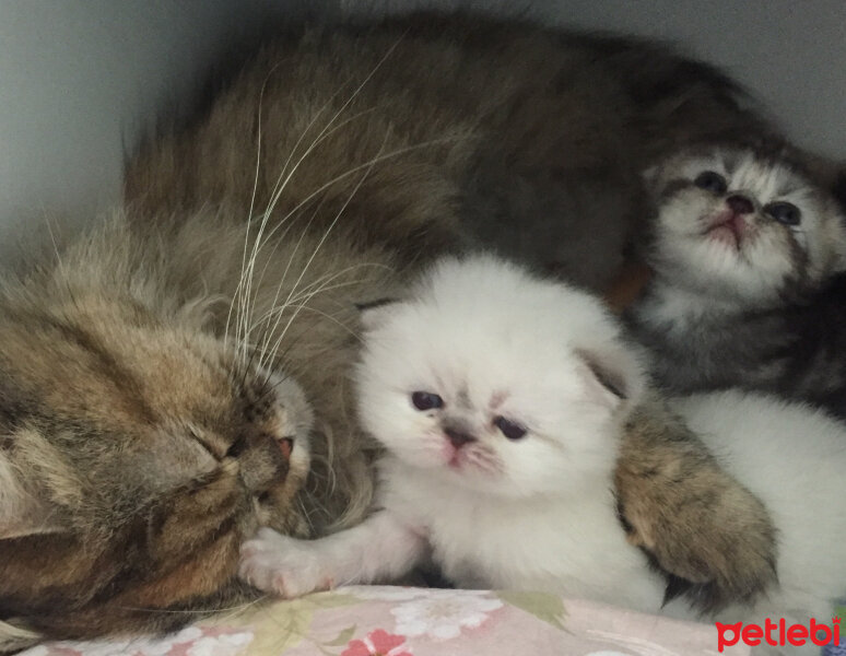 İran Kedisi (Persian), Kedi  Leydi fotoğrafı