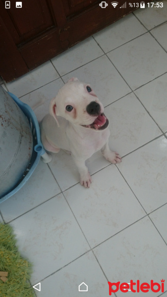 Boxer, Köpek  Rex fotoğrafı