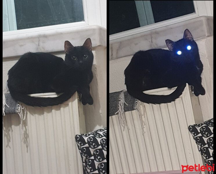 Tekir Kedi, Kedi  Pekmez fotoğrafı