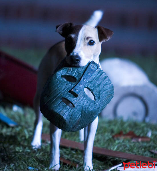 Jack Russell Terrier, Köpek  pıtır fotoğrafı