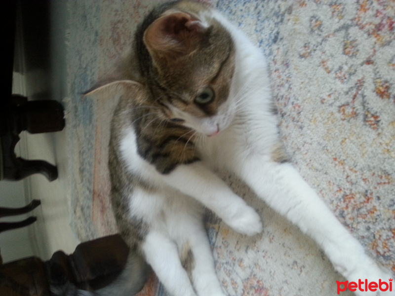 Tekir Kedi, Kedi  Özgür fotoğrafı