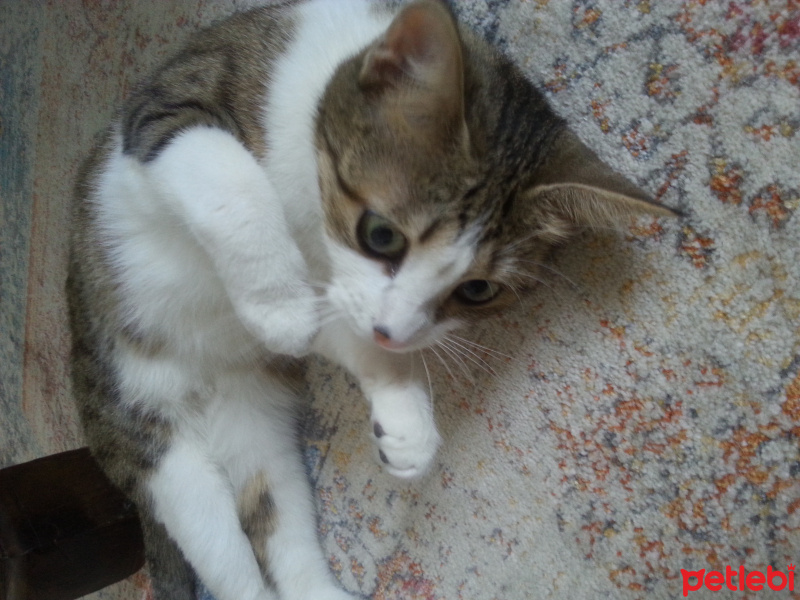 Tekir Kedi, Kedi  Özgür fotoğrafı