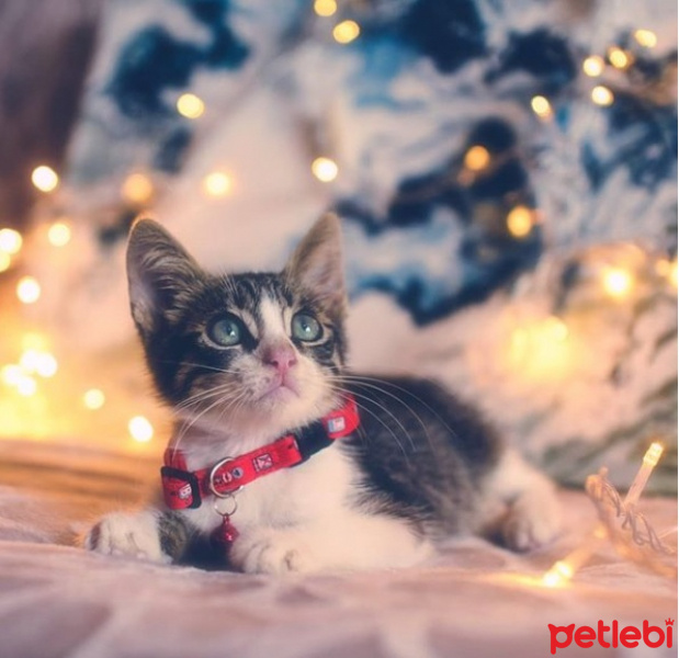 Tekir Kedi, Kedi  Murphy fotoğrafı