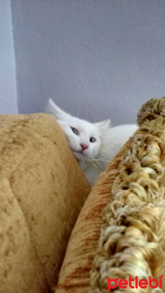 Van Kedisi, Kedi  Sütlaç fotoğrafı