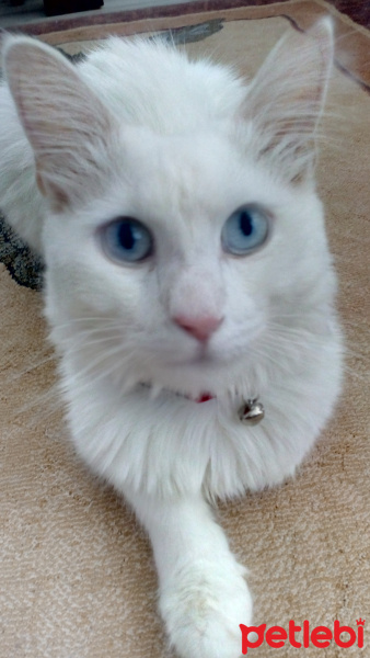 Van Kedisi, Kedi  Sütlaç fotoğrafı