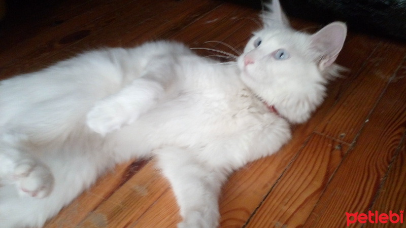Van Kedisi, Kedi  Sütlaç fotoğrafı
