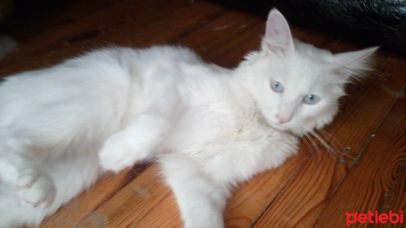 Van Kedisi, Kedi  Sütlaç fotoğrafı