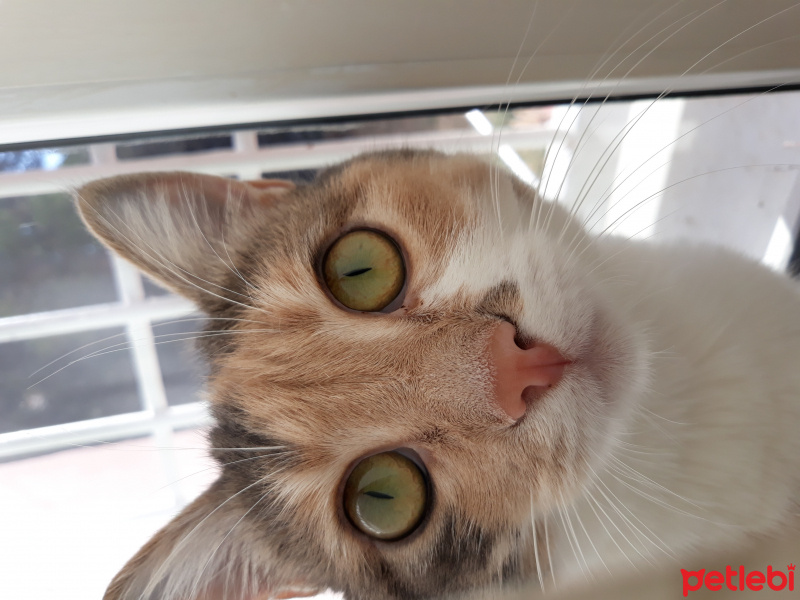 Tekir Kedi, Kedi  Daisy fotoğrafı