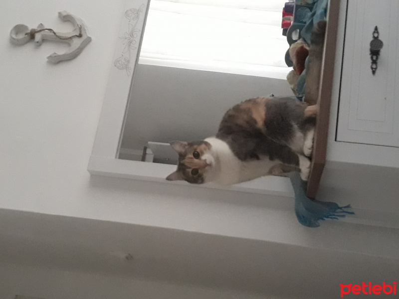 Tekir Kedi, Kedi  Daisy fotoğrafı