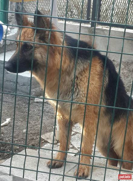 Alman Çoban Köpeği, Köpek  Zeyna fotoğrafı