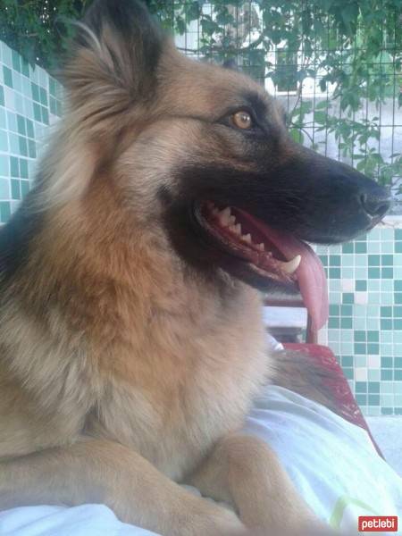 Alman Çoban Köpeği, Köpek  Zeyna fotoğrafı