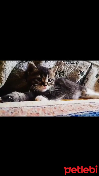 Abyssinian, Kedi  Yummy fotoğrafı