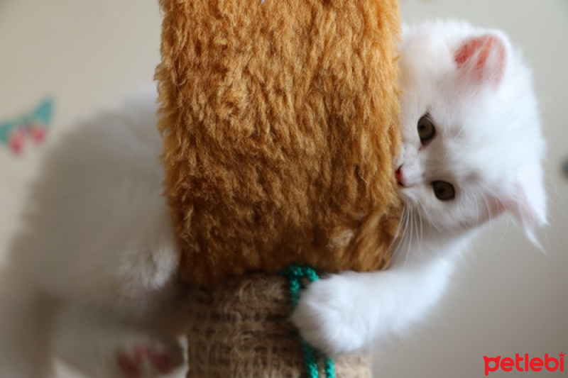 Scottish Fold, Kedi  minik fotoğrafı