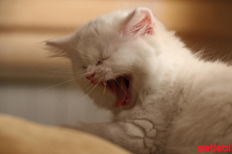 Scottish Fold, Kedi  minik fotoğrafı
