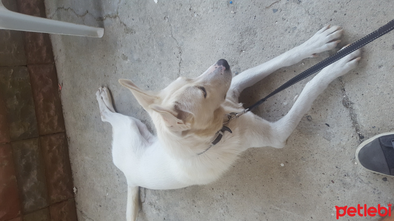 Sibirya Kurdu (Husky), Köpek  Maylo fotoğrafı