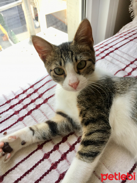 Tekir Kedi, Kedi  Umut fotoğrafı