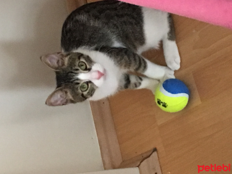 Tekir Kedi, Kedi  Umut fotoğrafı
