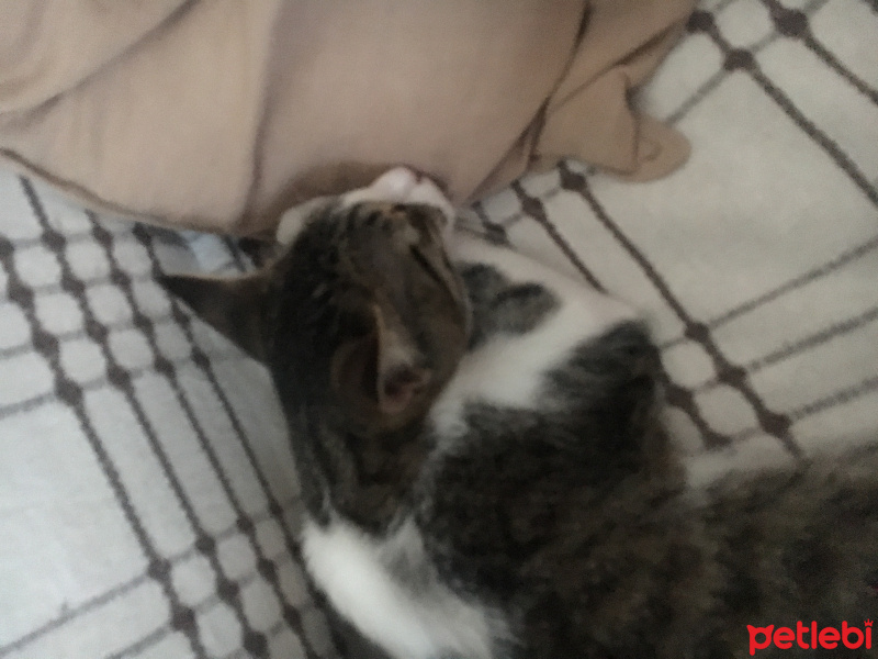 Tekir Kedi, Kedi  Umut fotoğrafı