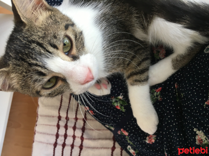 Tekir Kedi, Kedi  Umut fotoğrafı