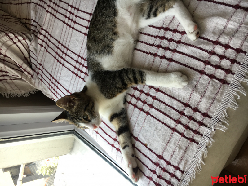 Tekir Kedi, Kedi  Umut fotoğrafı