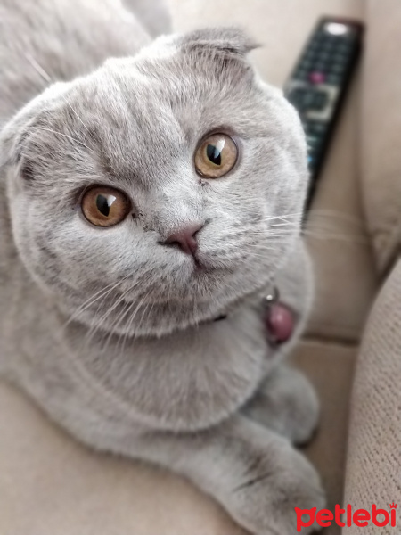 Scottish Fold, Kedi  Minnoş fotoğrafı