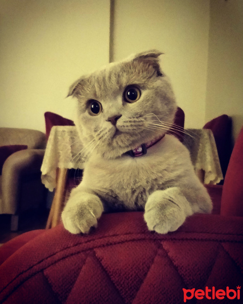 Scottish Fold, Kedi  Minnoş fotoğrafı
