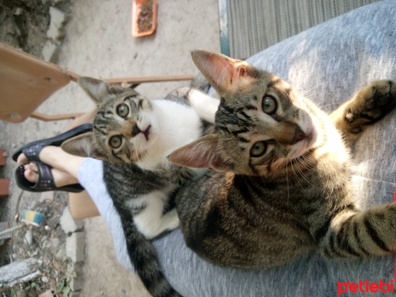 Tekir Kedi, Kedi  Çıtır ve kıtır fotoğrafı