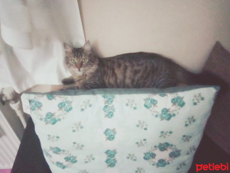 Tekir Kedi, Kedi  Pıtırcık fotoğrafı