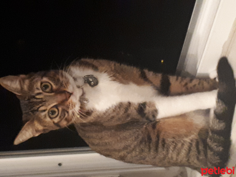 Tekir Kedi, Kedi  Leydi fotoğrafı