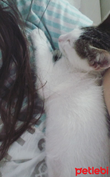 Burmese, Kedi  Gündüz fotoğrafı