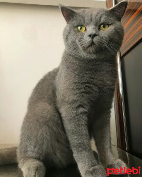 British Shorthair, Kedi  Cesur fotoğrafı
