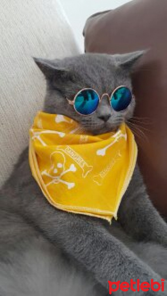 British Shorthair, Kedi  Cesur fotoğrafı
