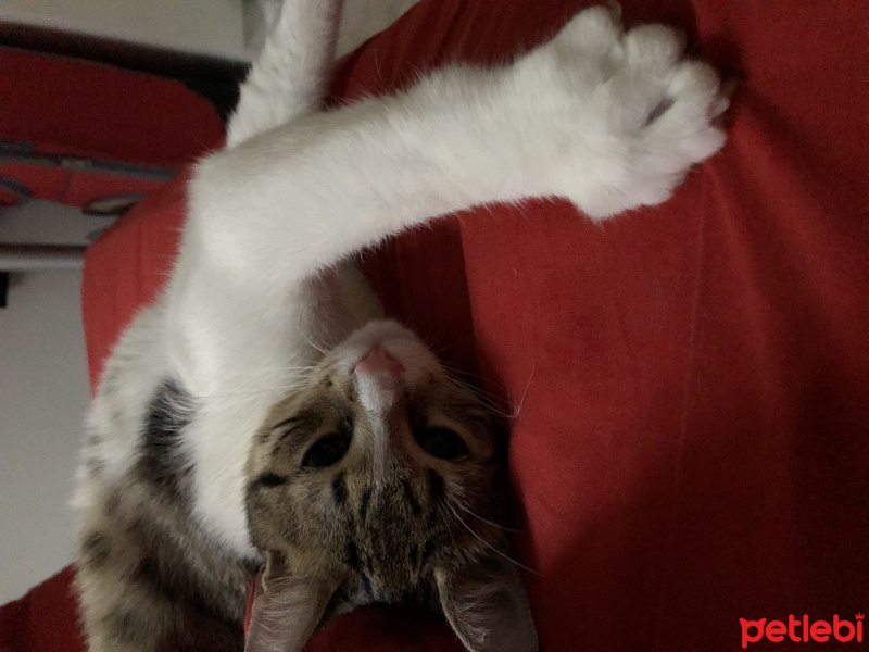 Tekir Kedi, Kedi  Zibidi fotoğrafı