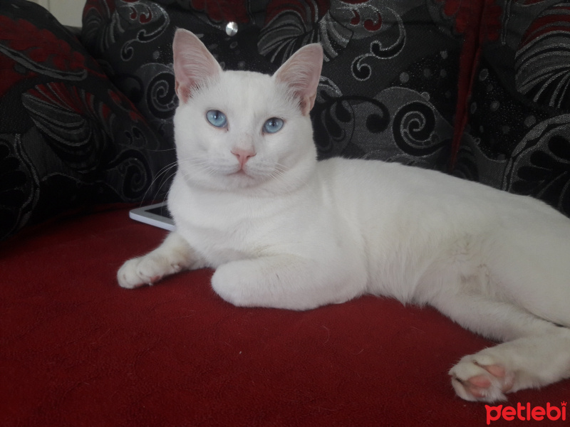 Van Kedisi, Kedi  Paşa fotoğrafı