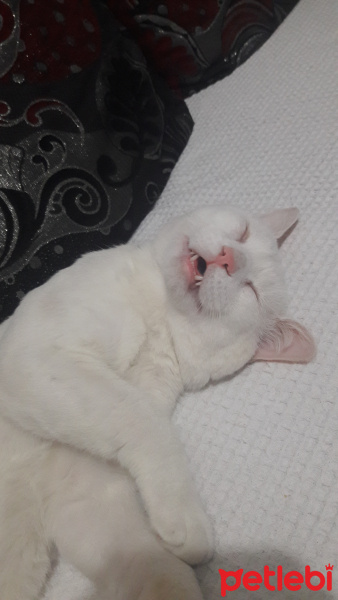 Van Kedisi, Kedi  Paşa fotoğrafı