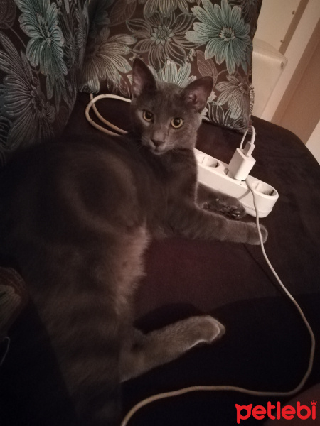 Tekir Kedi, Kedi  Mırnak fotoğrafı