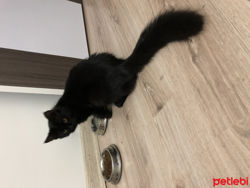 Bombay, Kedi  Pablo Escobar fotoğrafı