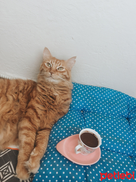 Maine Coon, Kedi  Frida fotoğrafı