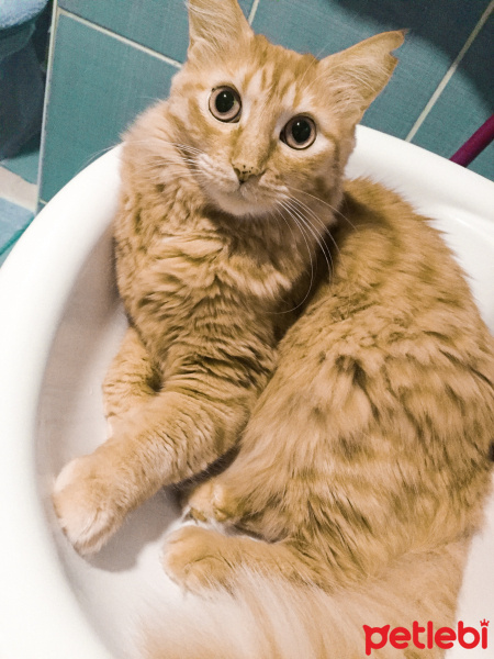 Maine Coon, Kedi  Frida fotoğrafı
