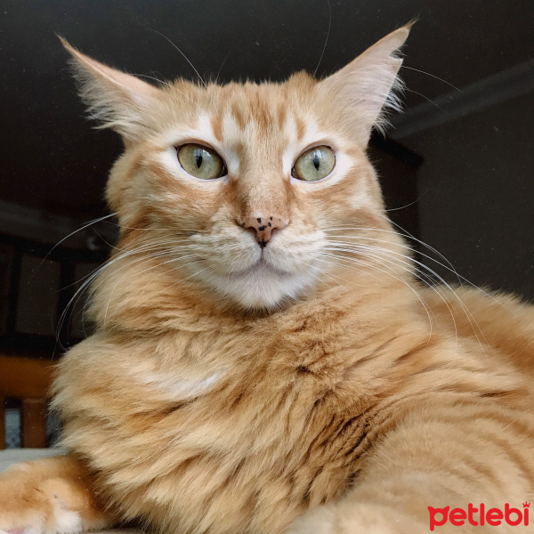 Maine Coon, Kedi  Frida fotoğrafı