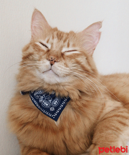 Maine Coon, Kedi  Frida fotoğrafı