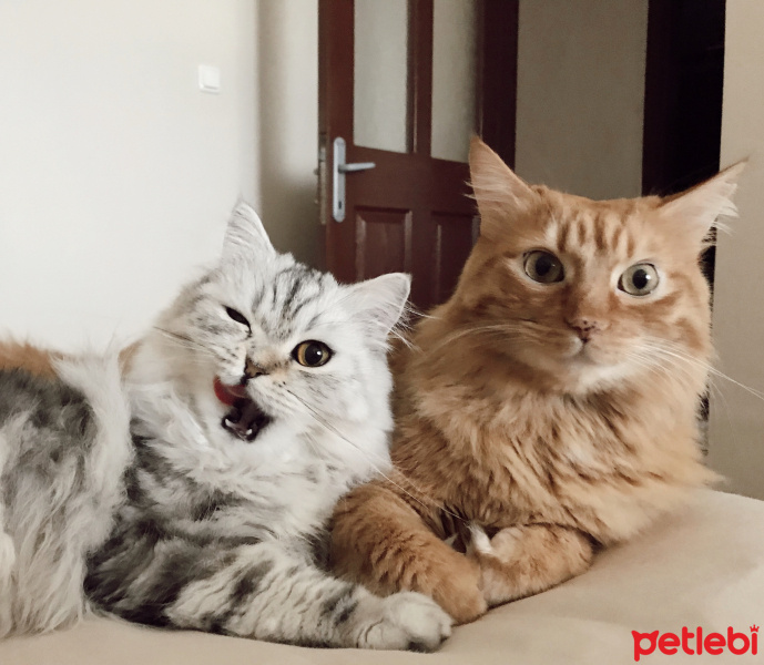 Maine Coon, Kedi  Frida fotoğrafı